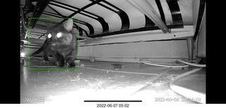 older picture of Miss Pris under the sofa