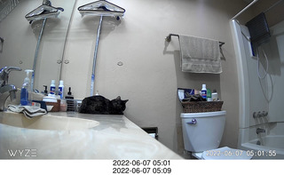 Miss Pris in my upstairs middle bathroom