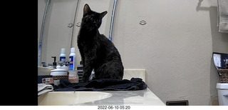 my cat Miss Pris
