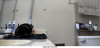 my cat Miss Pris
