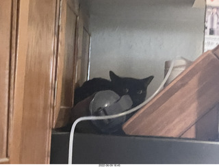 my cat Miss Pris