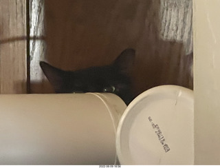 my cat Miss Pris