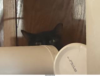 my cat Miss Pris