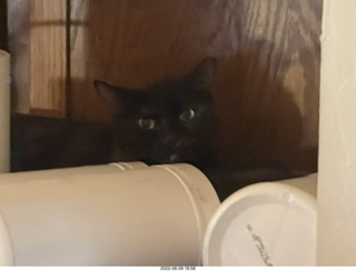 my cat Miss Pris