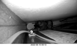 my cat Miss Pris behind my refrigerator