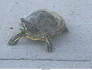 Arizona Greenbelt - red ear slider turtle (Thanks, Tami)