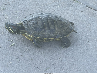 Arizona Greenbelt - red ear slider turtle (Thanks, Tami)