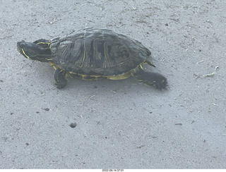 cats Potato and Pickle