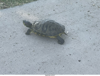 Arizona Greenbelt - red ear slider turtle (Thanks, Tami)
