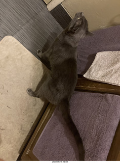 Arizona Greenbelt - red ear slider turtle (Thanks, Tami)