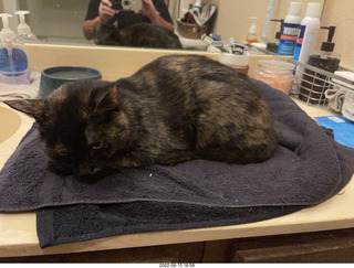 Arizona Greenbelt - red ear slider turtle (Thanks, Tami)