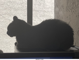 my cat Miss Pris in her safe space