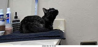 my cat Miss Pris