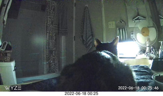 my cat Miss Pris