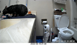 my cat Miss Pris