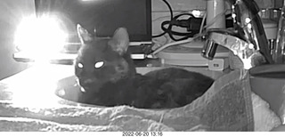 my cat Miss Pris