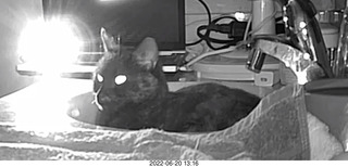 my cat Miss Pris