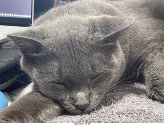 my cat Jane