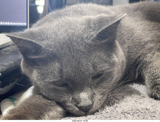 my cat Jane