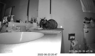 my cat Miss Pris