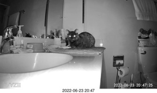 my cat Miss Pris at night