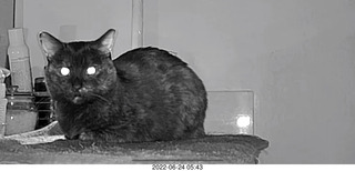 my cat Miss Pris