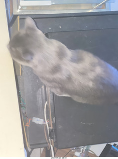 my cat Jane in my clothing rack