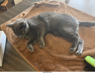 my cat Jane on the table