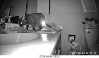 my cat Miss Pris