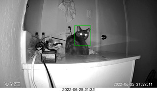 my cat Miss Pris at night