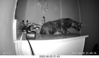 my cat Miss Pris