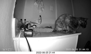 my cat Miss Pris