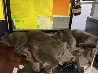 my cats Jane and Devin on my computer table