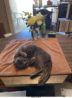 my cat Jane and floral arrangement