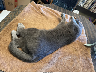 my cat Jane