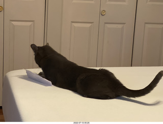 home construction - my cat Devin on my new mattress cover