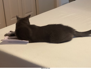 home construction - my cat Devin on my new mattress cover