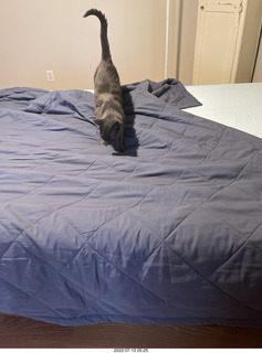 home constructions done - my cat Devin on my new bed