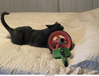 331 a1h. home construction done - my cat Devin and his usual bed toys