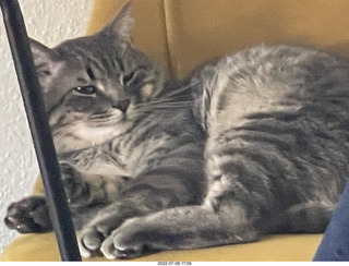 cat Potato