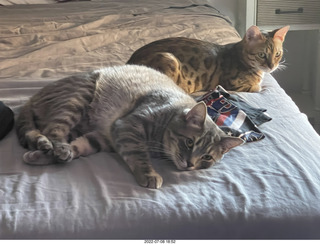 my cats Jane and Devin on my computer table