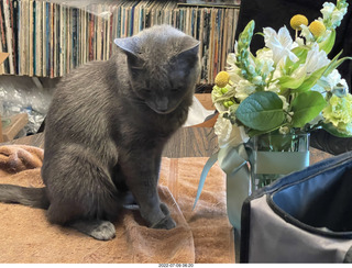 my cat Jane eating floral arrangement