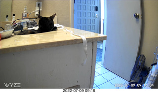 my cat Miss Pris