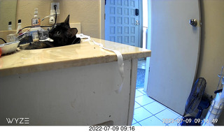 my cat Miss Pris