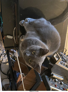 my cat Jane
