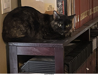 my cat Miss Pris on my reel tapes