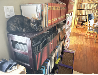 my cat Miss Pris on my reel tapes