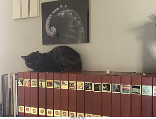 my cat Miss Pris atop my reel tapes