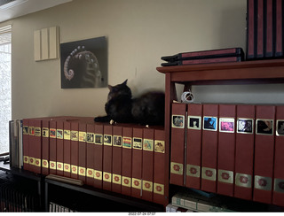 my cat Miss Pris on my reel tapes