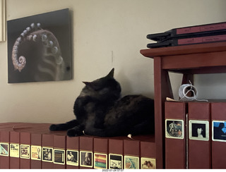 my cat Miss Pris on my reel tapes